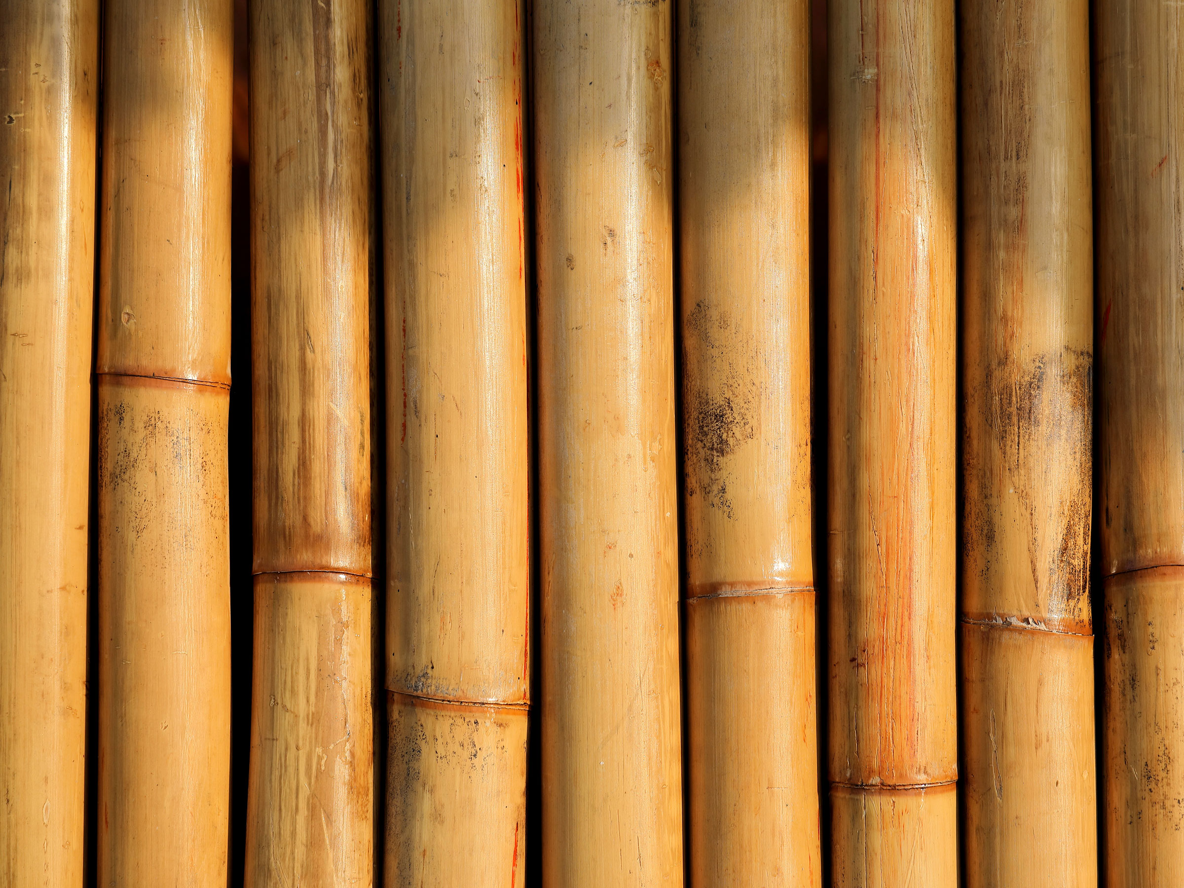 Canne di bamboo