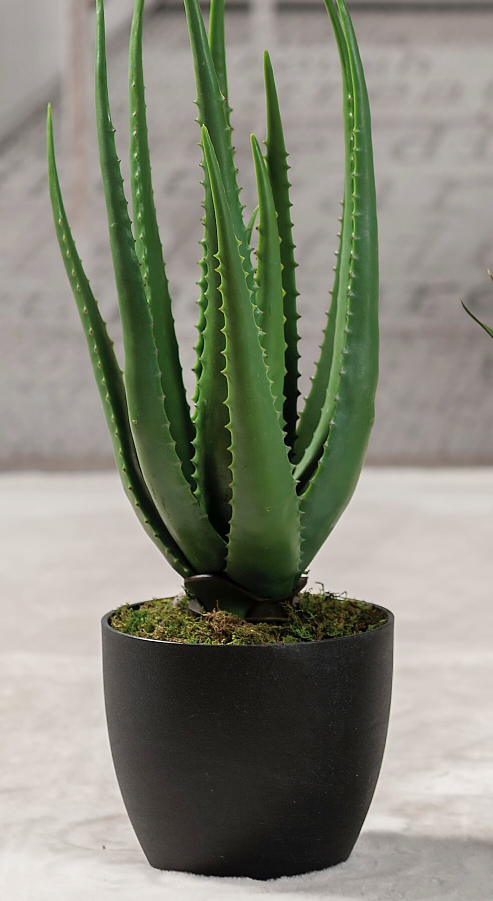 ALOE IN VASO PER DECORAZIONE H.55