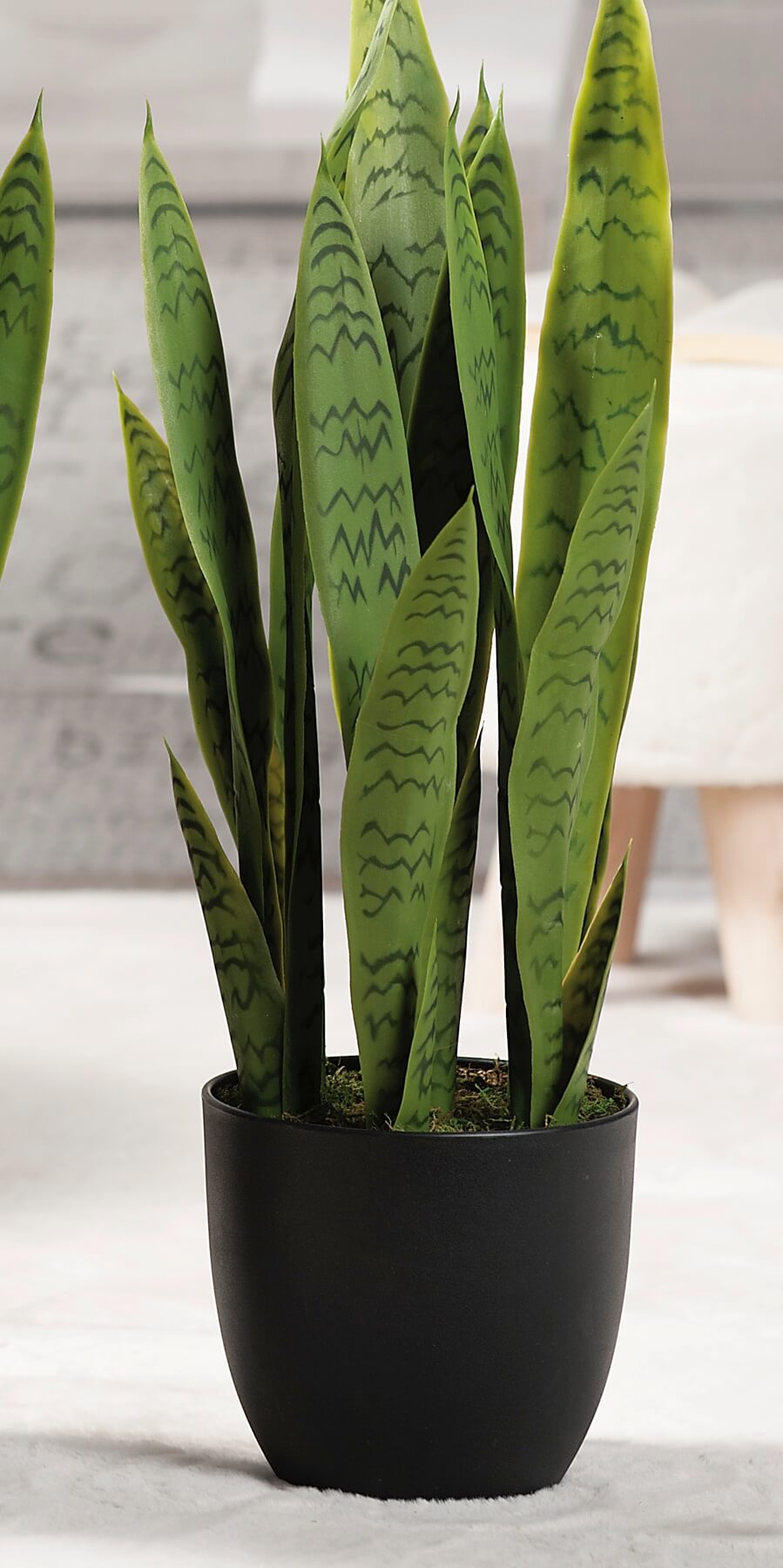 SANSEVIERIA IN VASO PER DECORAZIONE H.68