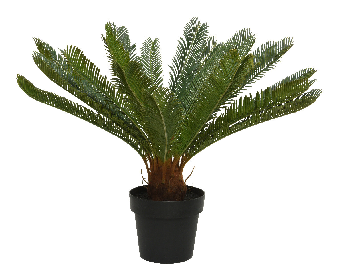 CYCAS IN VASO D.80X60H VERDE