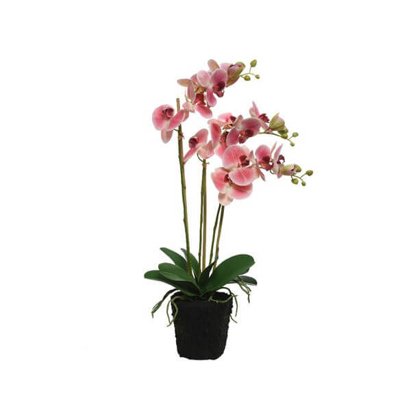 ORCHIDEA IN VASO ROSA