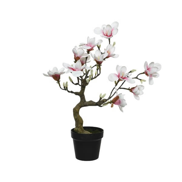 MAGNOLIA IN VASO ROSA