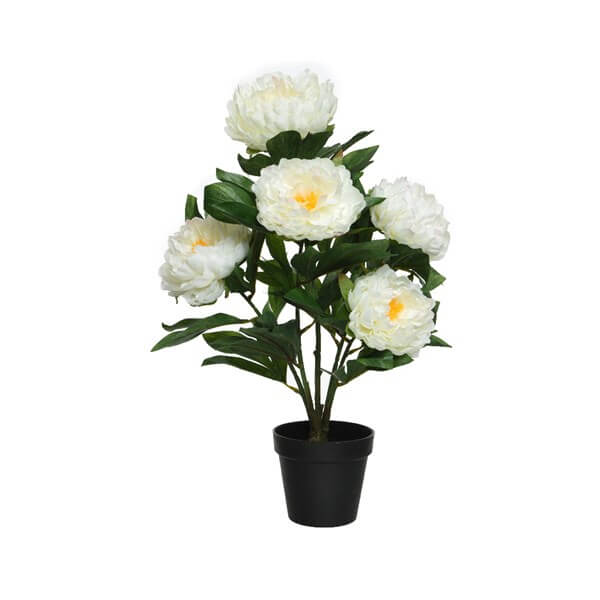 PEONIE IN VASO BIANCO