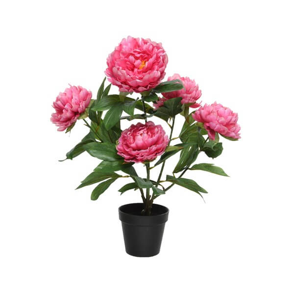 PEONIE IN VASO FUCSIA