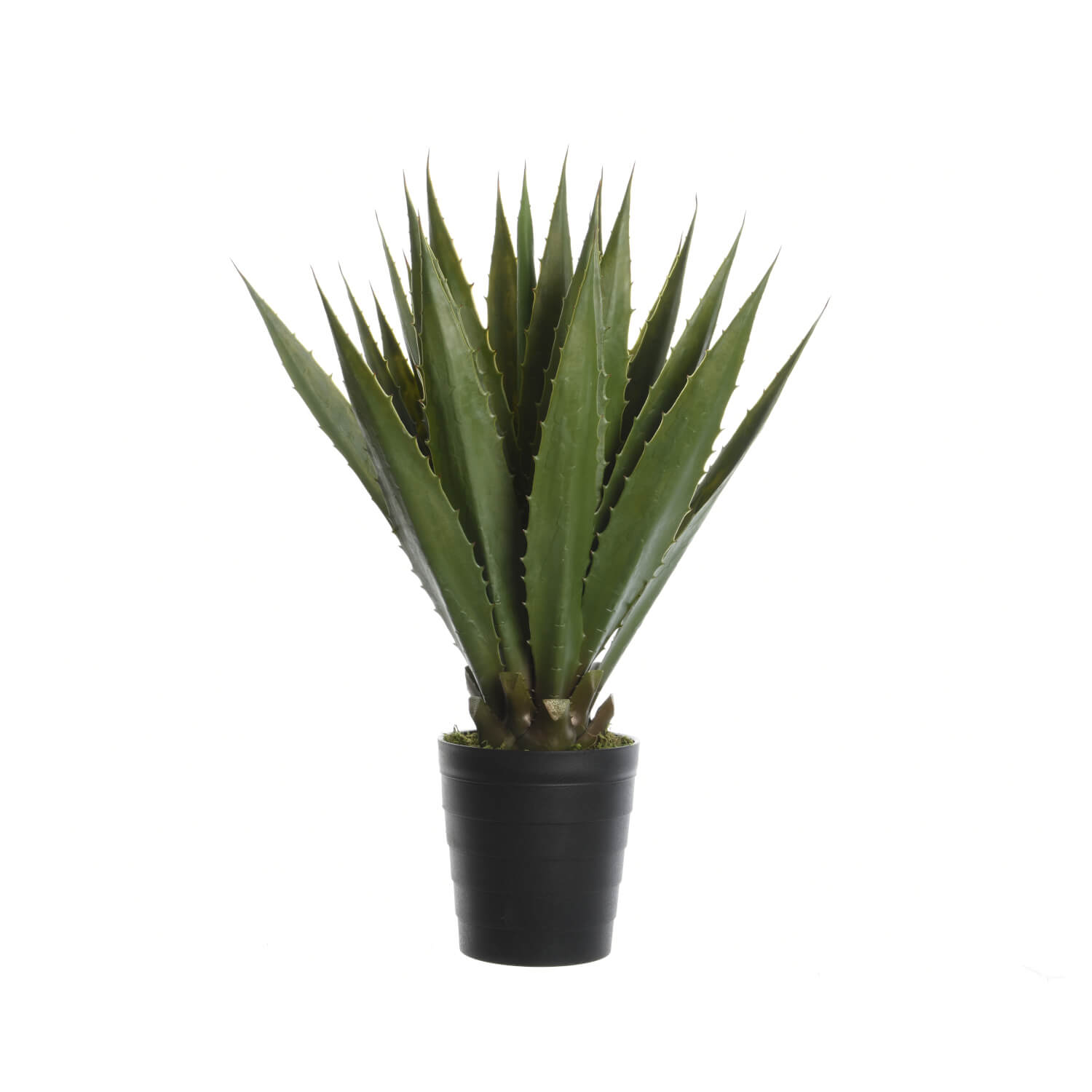 AGAVE IN VASO DI PLASTICA H.85