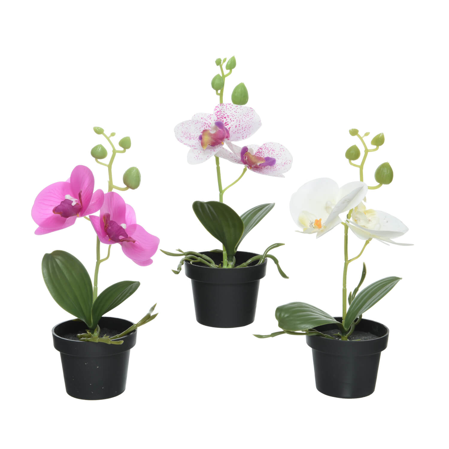 ORCHIDEA IN VASO H.25 ASS.3 COLORI