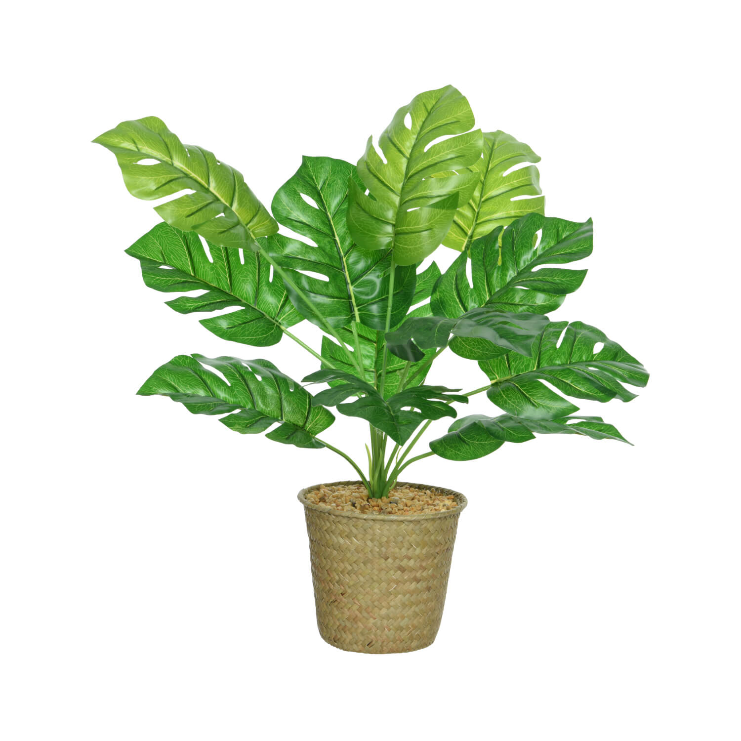 MONSTERA IN VASO H.42 VERDE