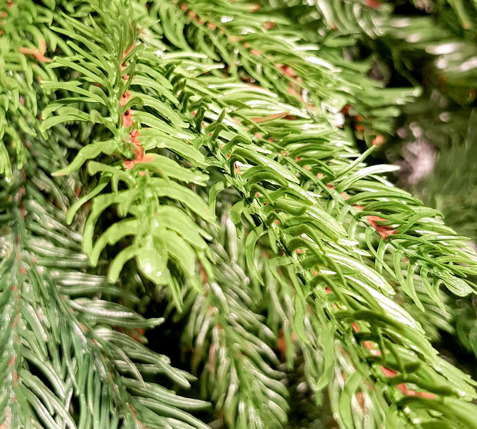ALBERO DI NATALE MISTO CM.270 2373 PUNTE