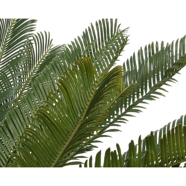 CYCAS IN VASO D.80X60H VERDE