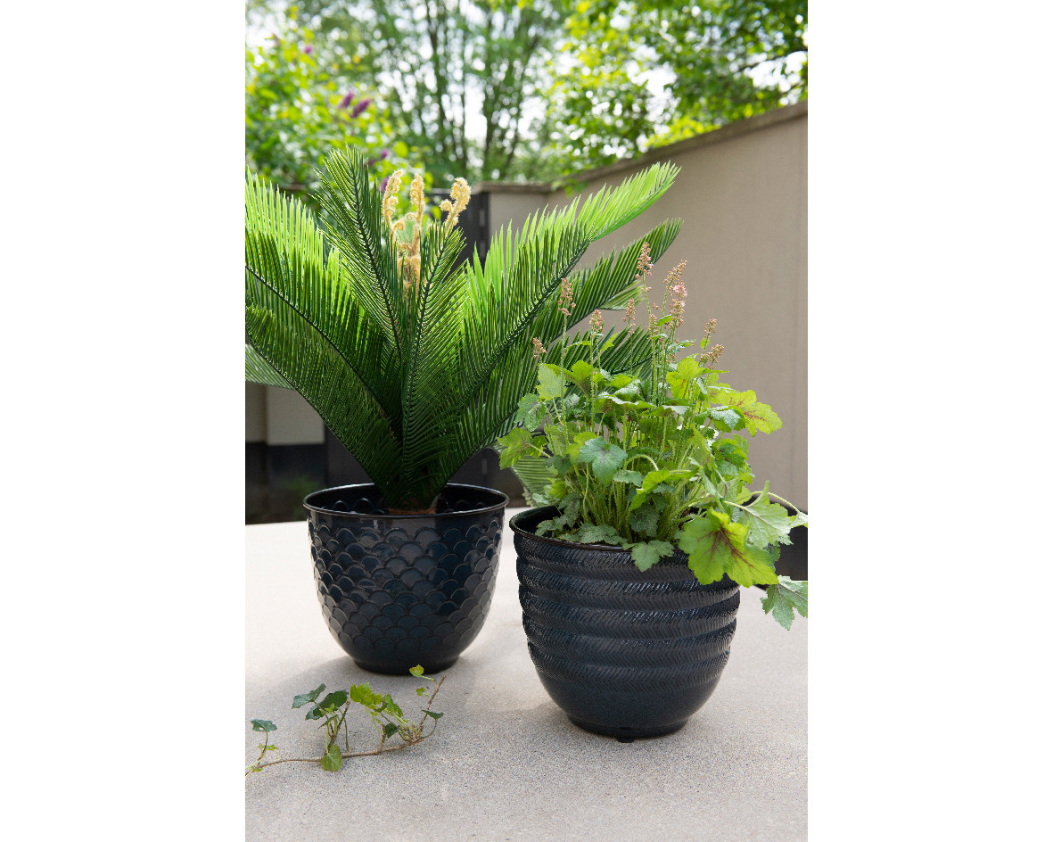CYCAS IN VASO D.80X60H VERDE