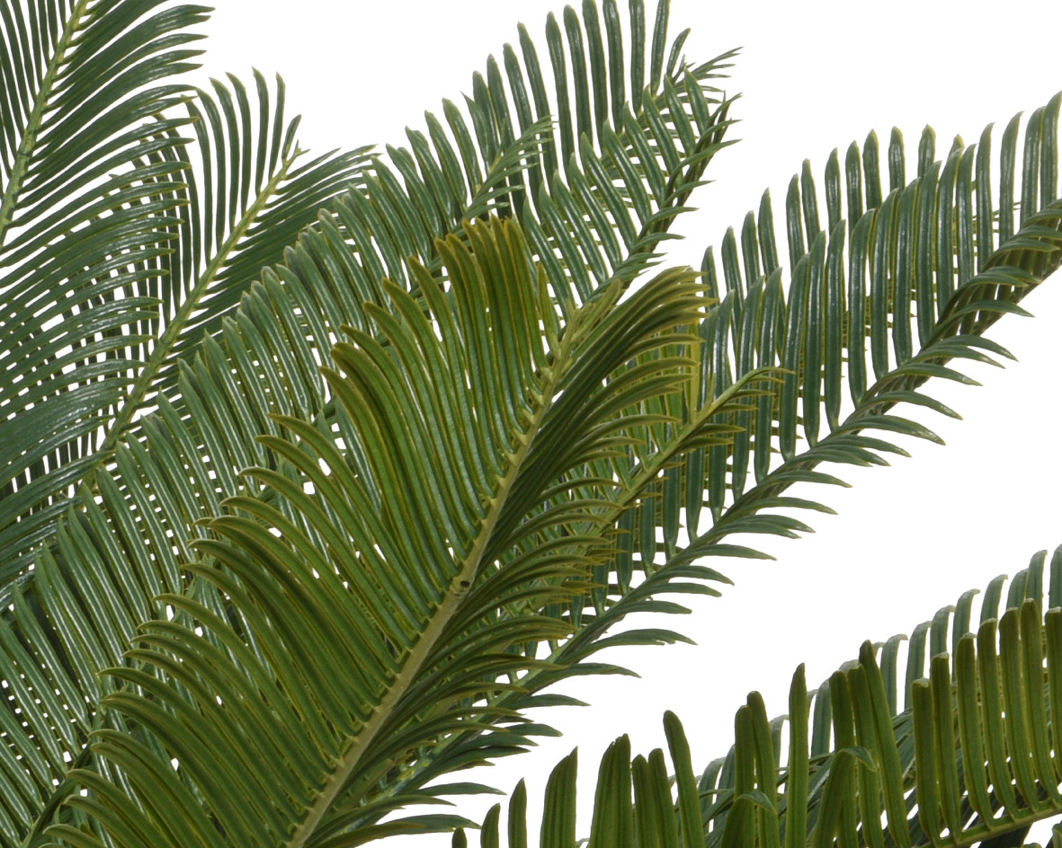 CYCAS IN VASO D.80X60H VERDE