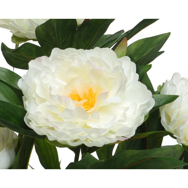 PEONIE IN VASO BIANCO