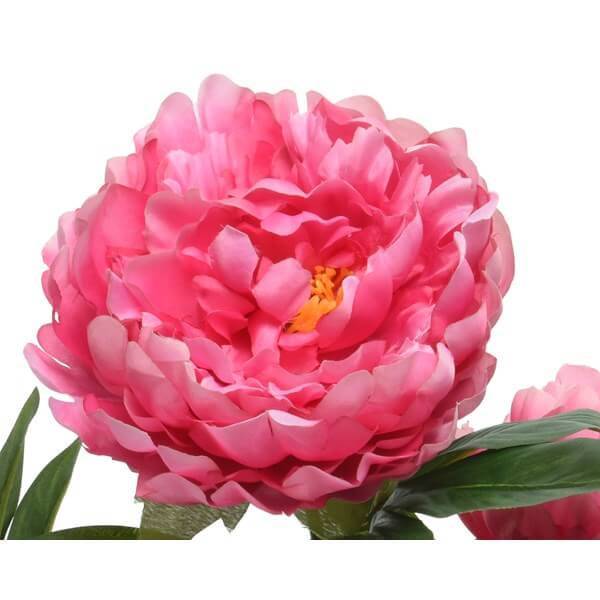 PEONIE IN VASO FUCSIA