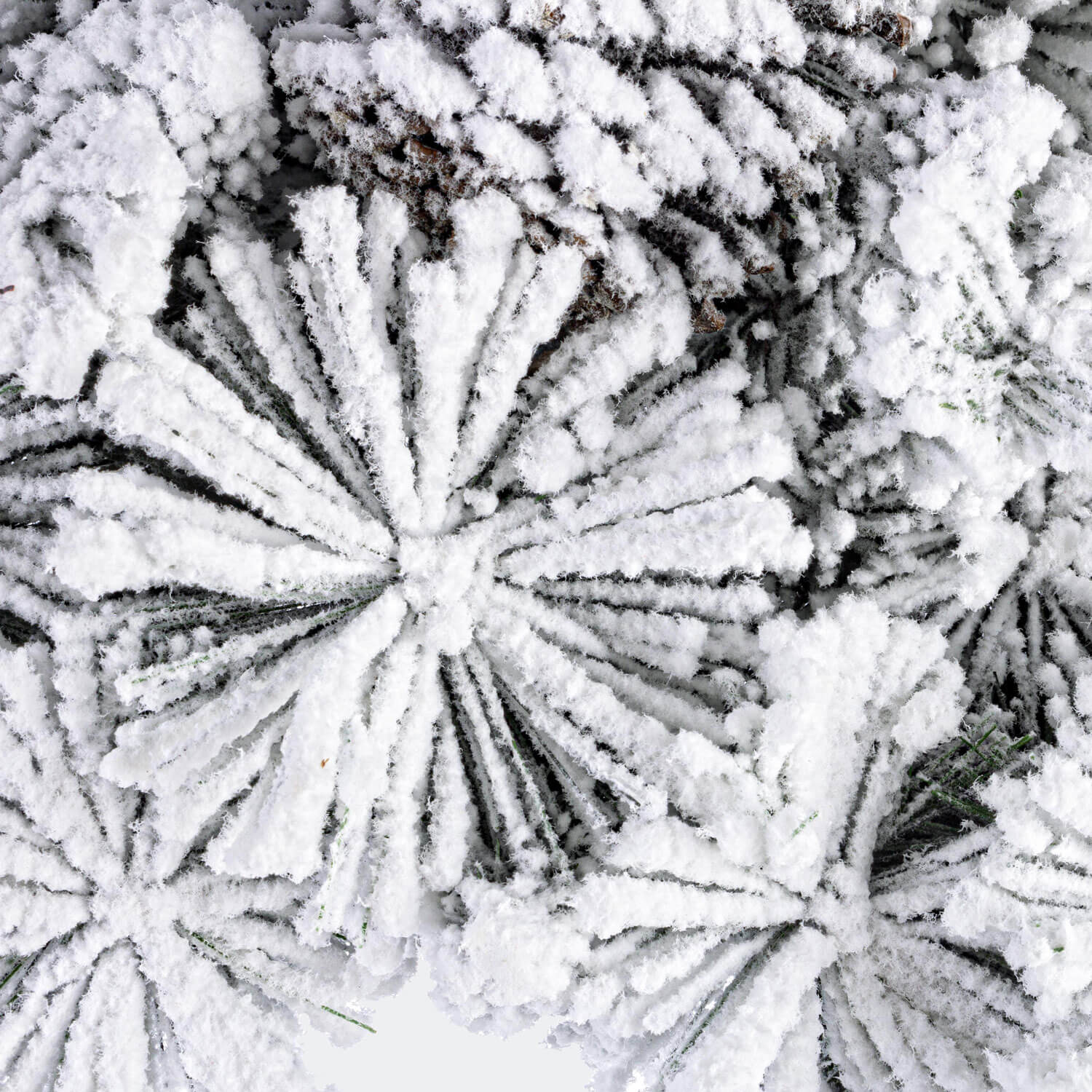 *CORONA ARVES INNEVATA D.60