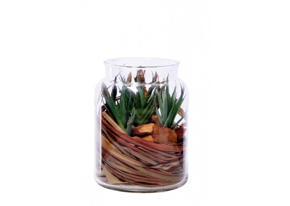 COMP.PIANTA+VASO D.13XH16 ASS.6