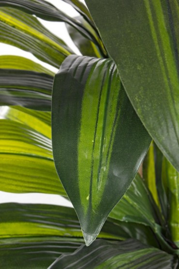 PIANTA DRACAENA C-VASO 43FOGLIE H.88