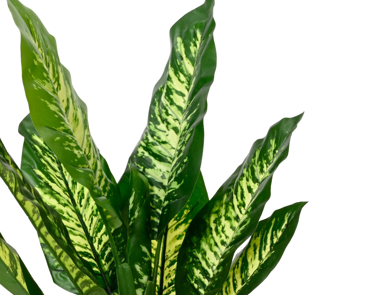 PIANTA DIEFTENBACHIA D.60X90H VERDE