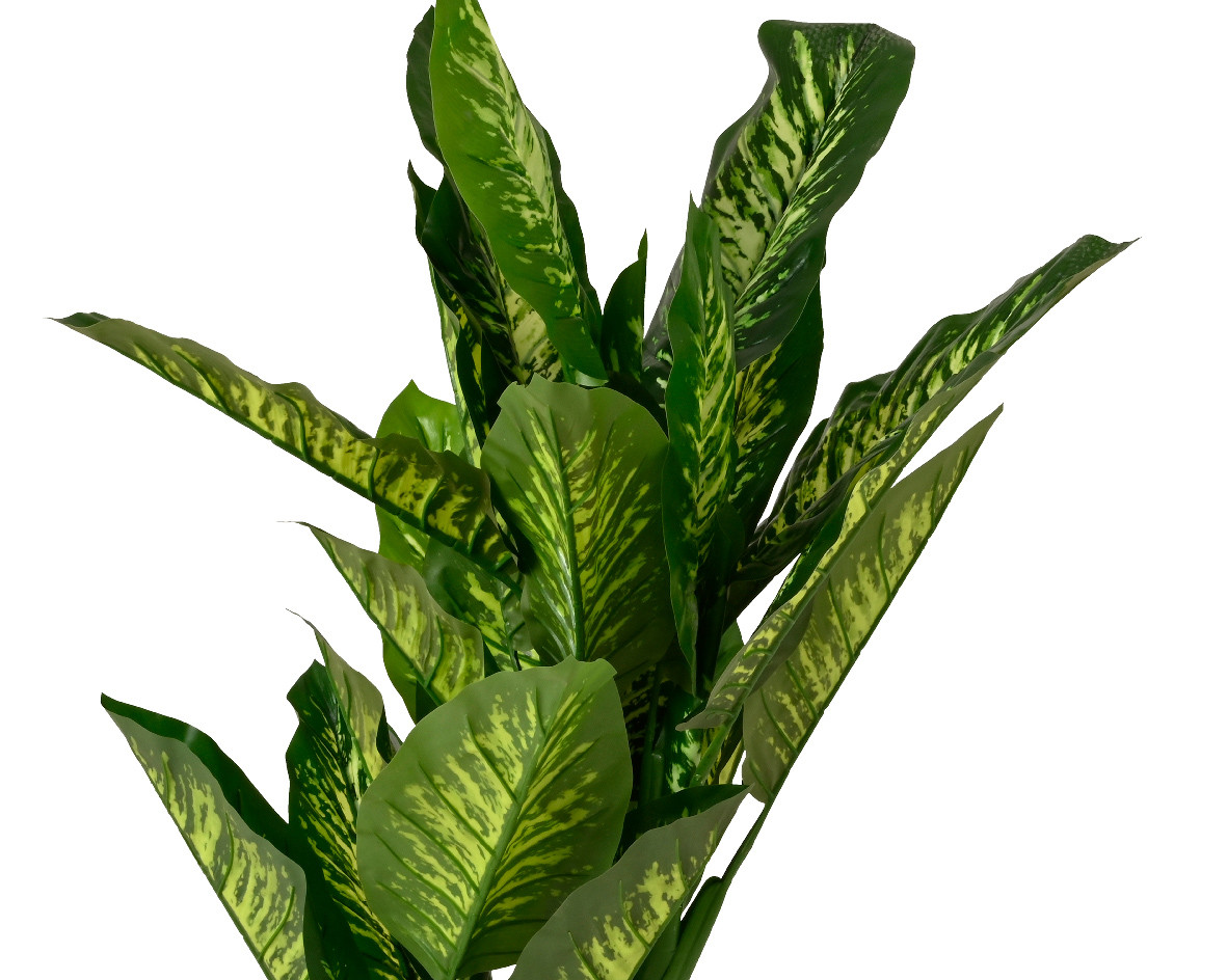 PIANTA DIEFTENBACHIA D.70X150H VRD