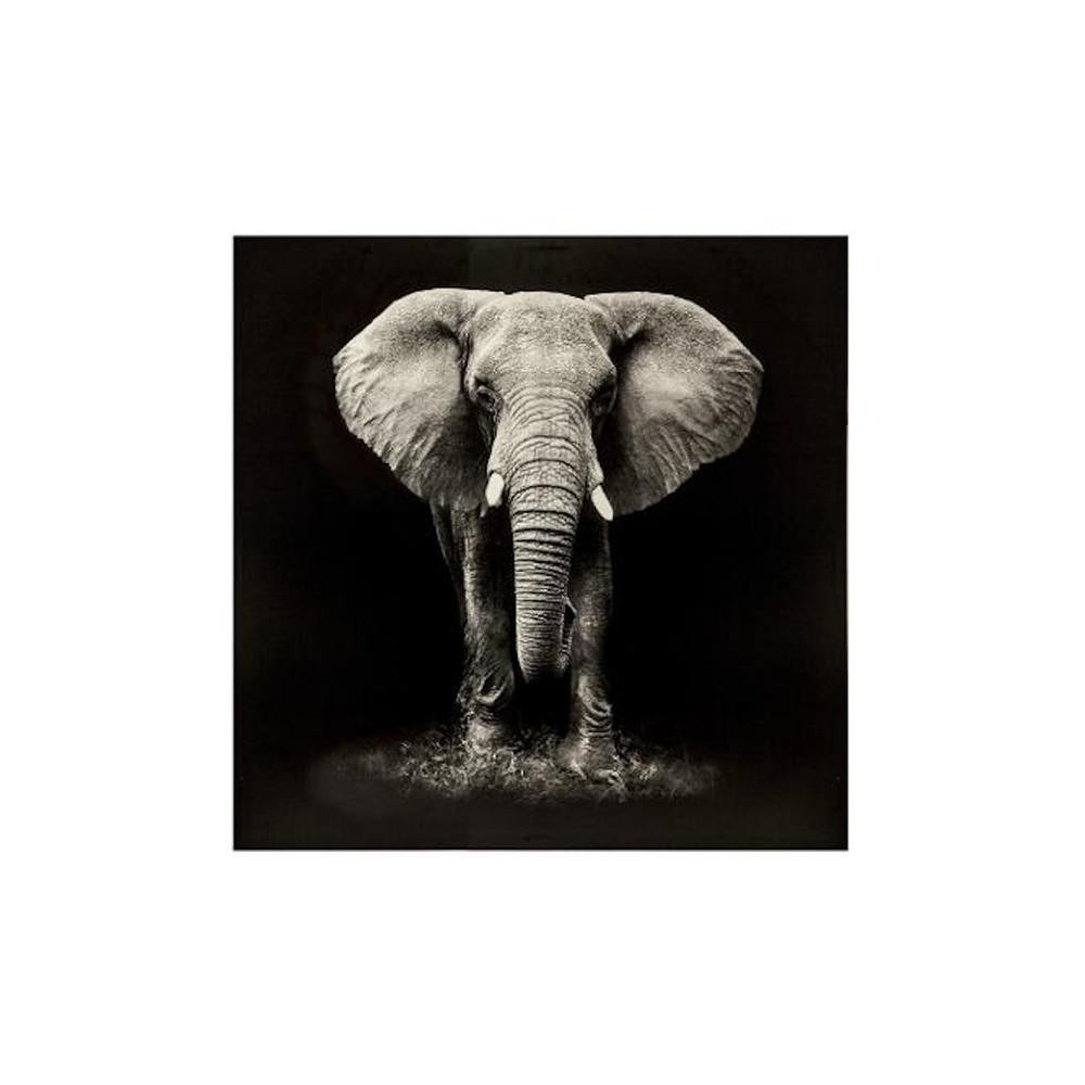 TELA STAMPATA ELEPHANT CM.100X100