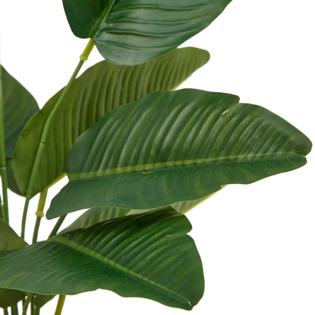 STRELITZIA H.45 C/VASO CERAMICA