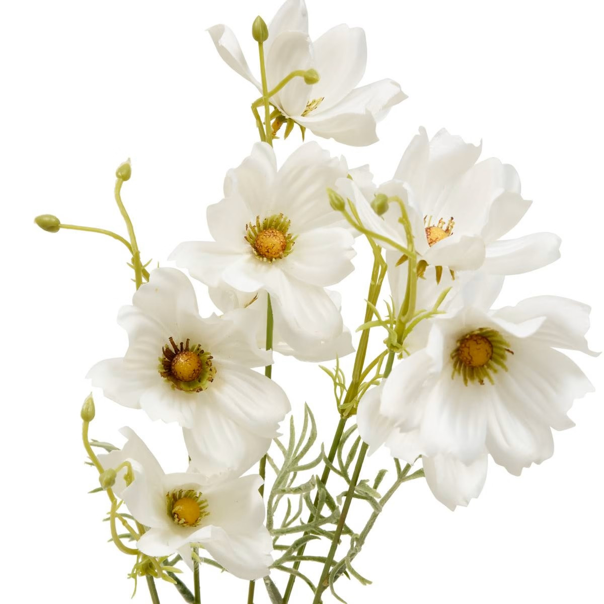 STELO DI COREOPSIS PHOEBE H.88