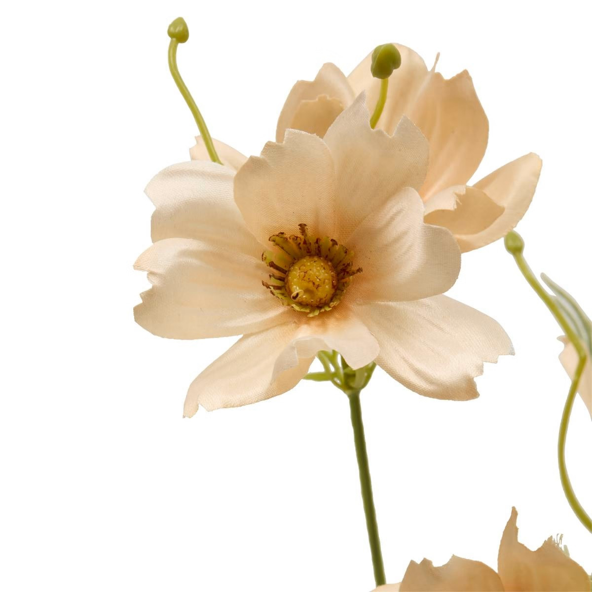 STELO DI COREOPSIS PHOEBE H.88
