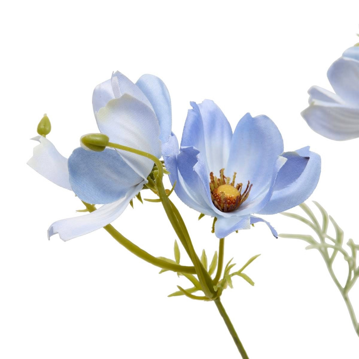 STELO DI COREOPSIS PHOEBE H.88
