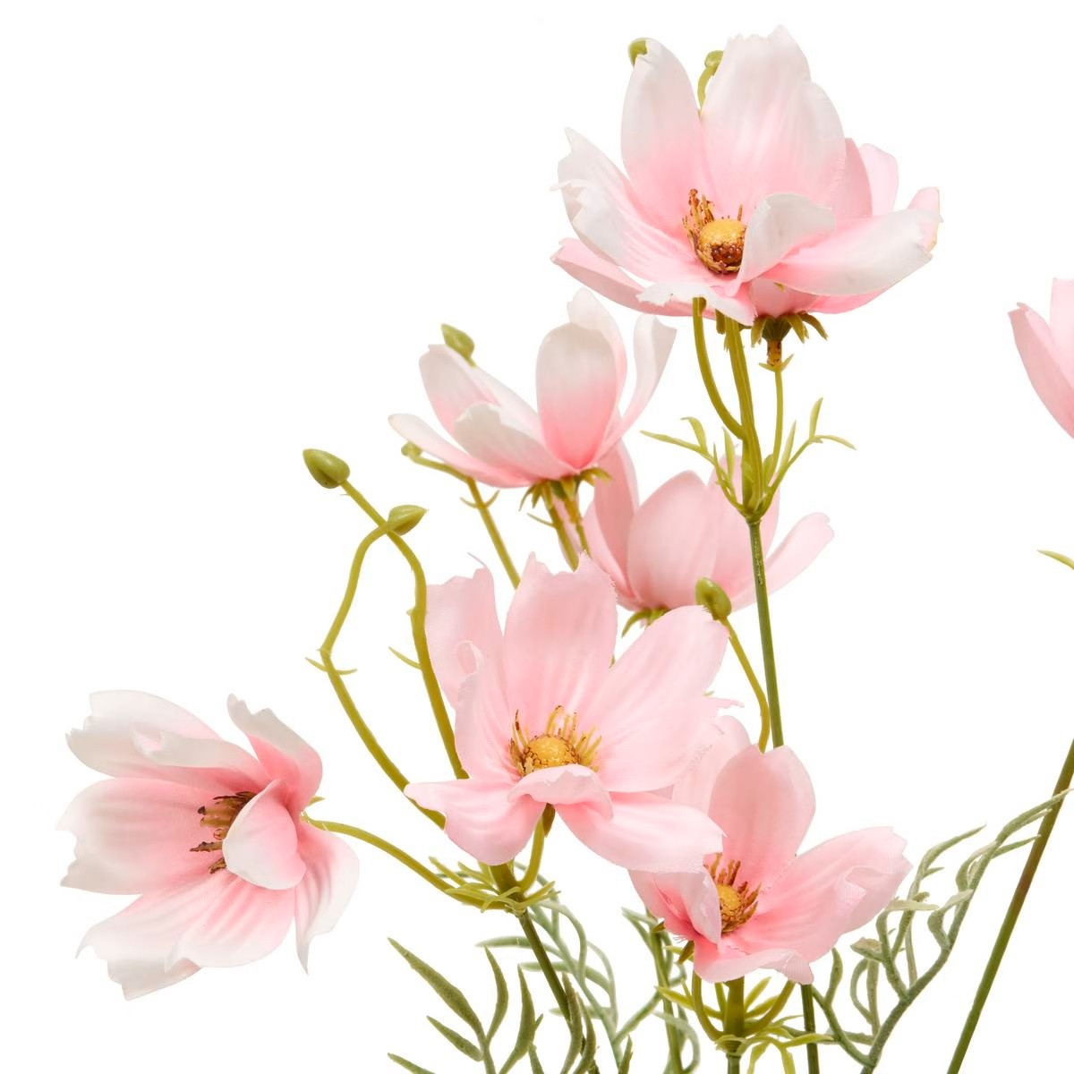 STELO DI COREOPSIS PHOEBE H.88