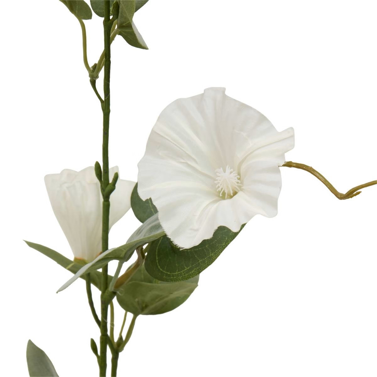 STELO DI PETUNIA PHOEBE H.76