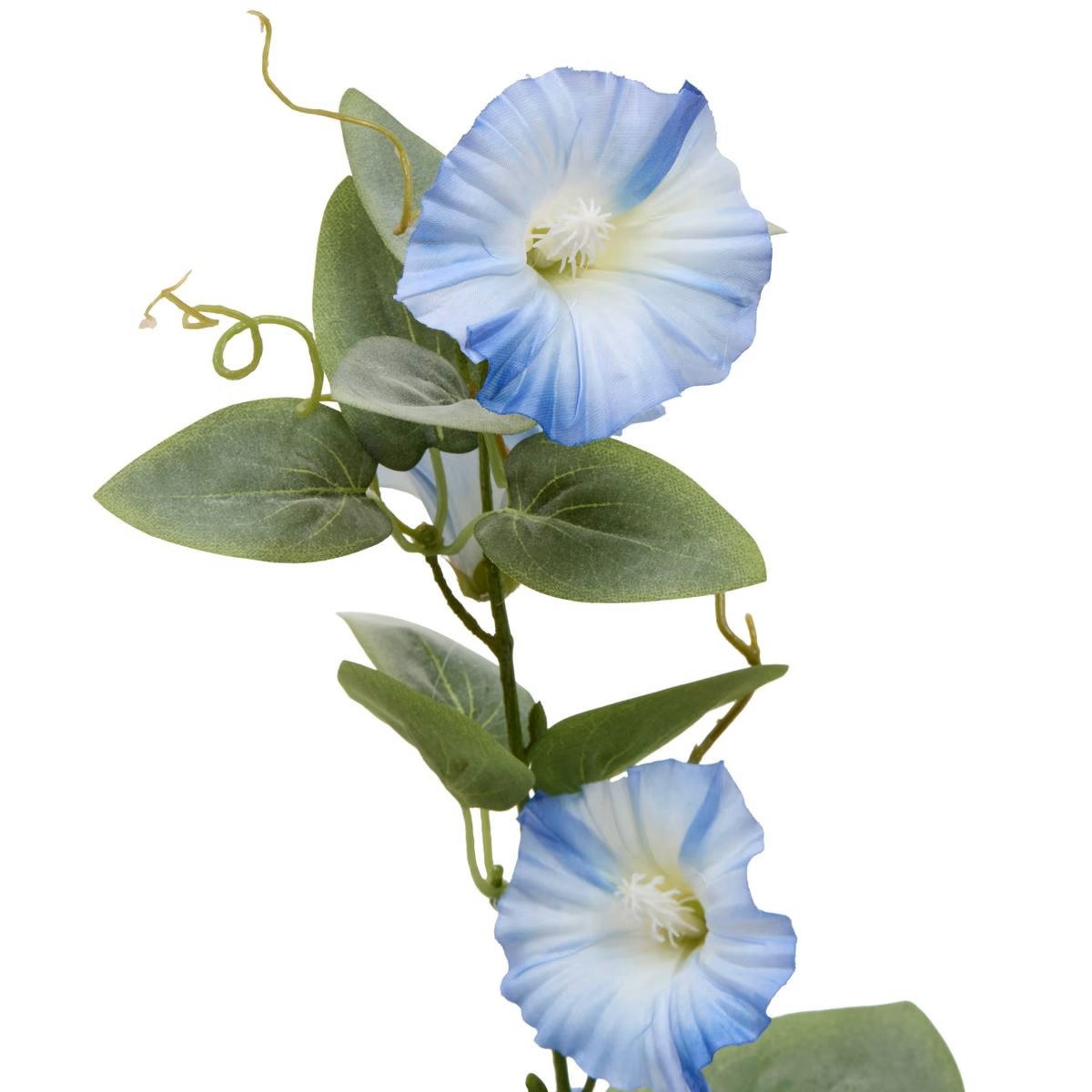 STELO DI PETUNIA PHOEBE H.76