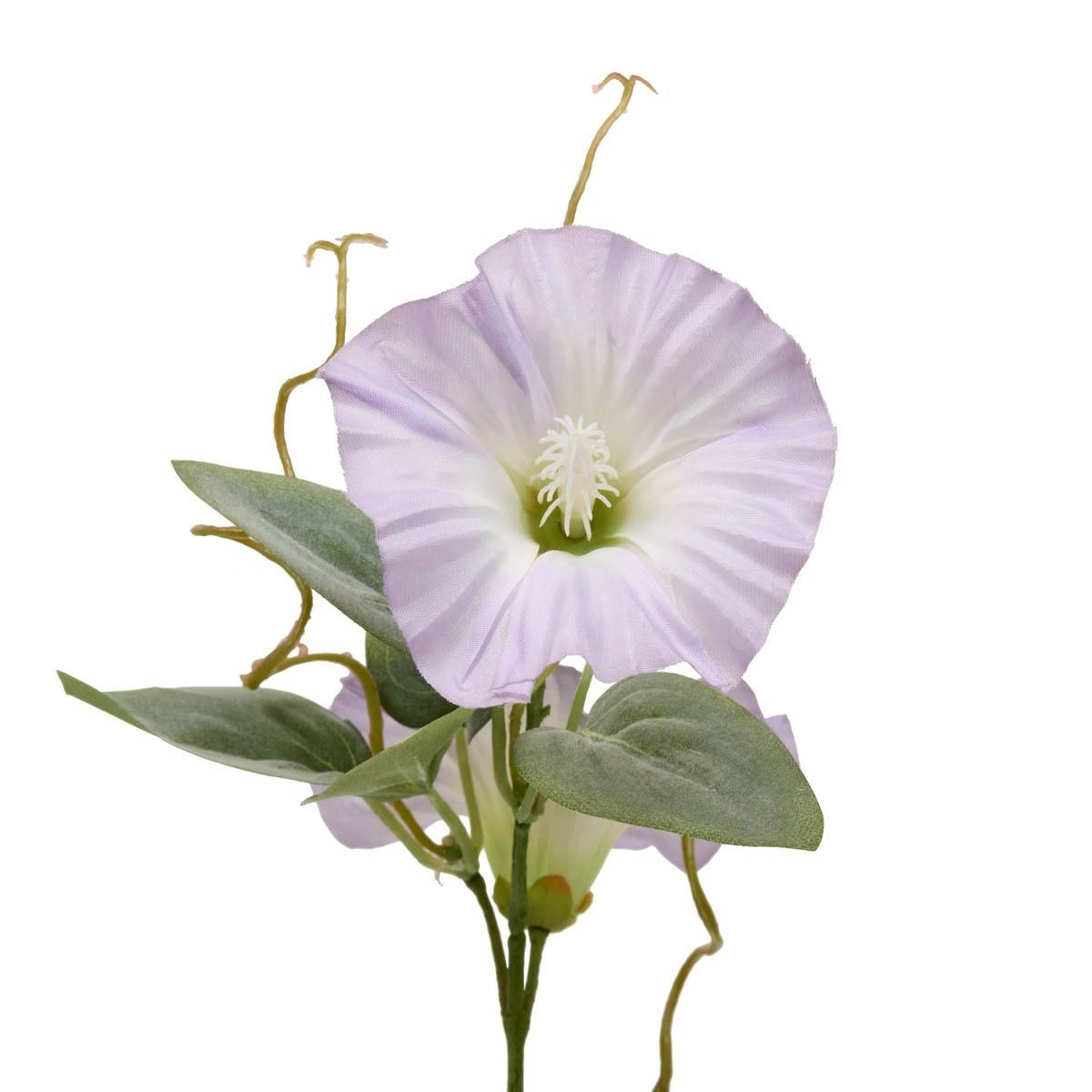 STELO DI PETUNIA PHOEBE H.76