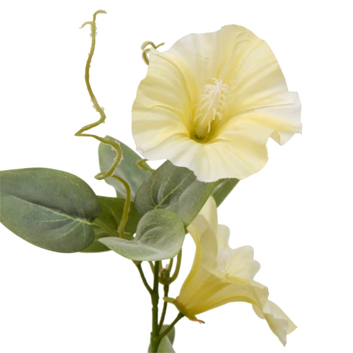 STELO DI PETUNIA PHOEBE H.76