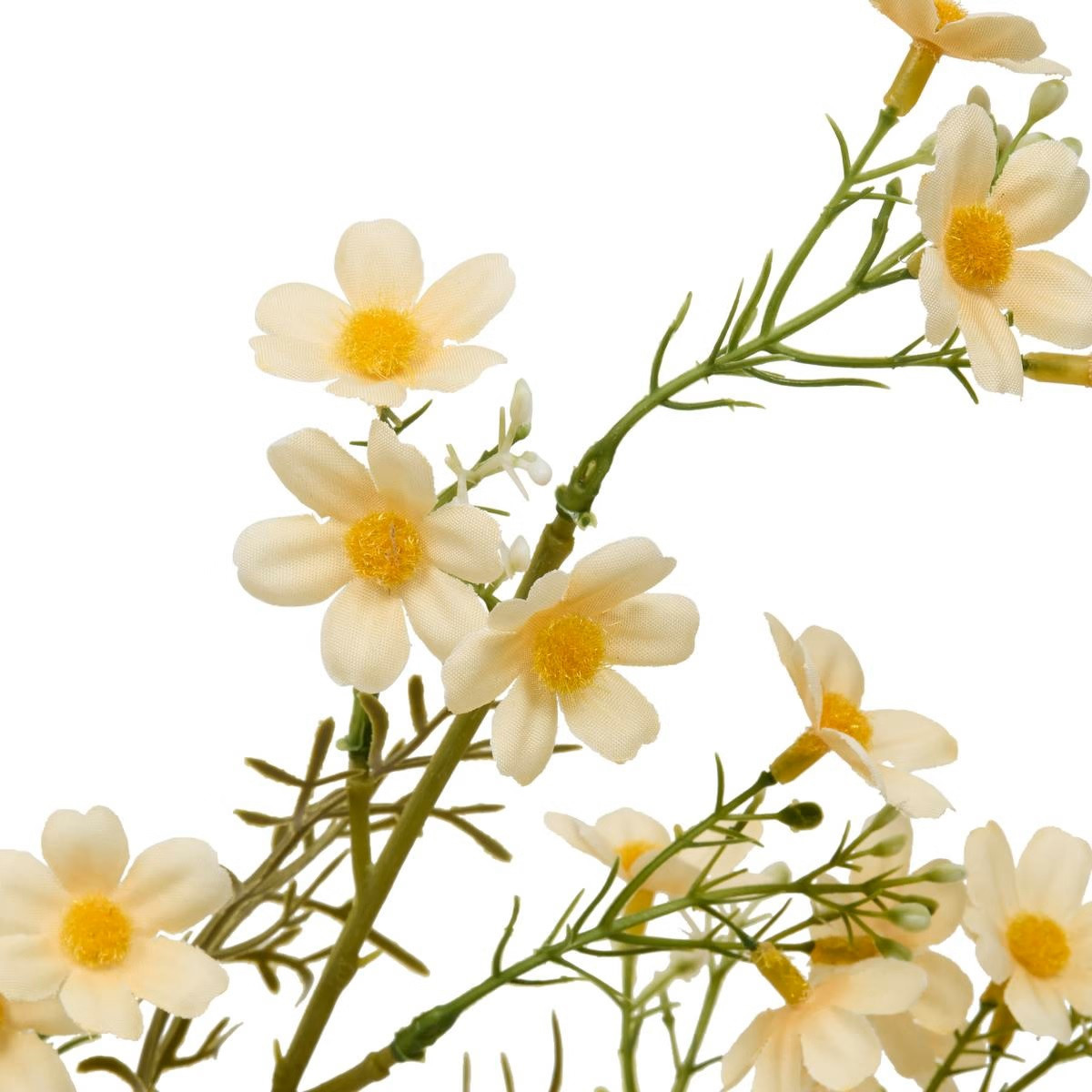STELO DI COSMOS PHOEBE H.62