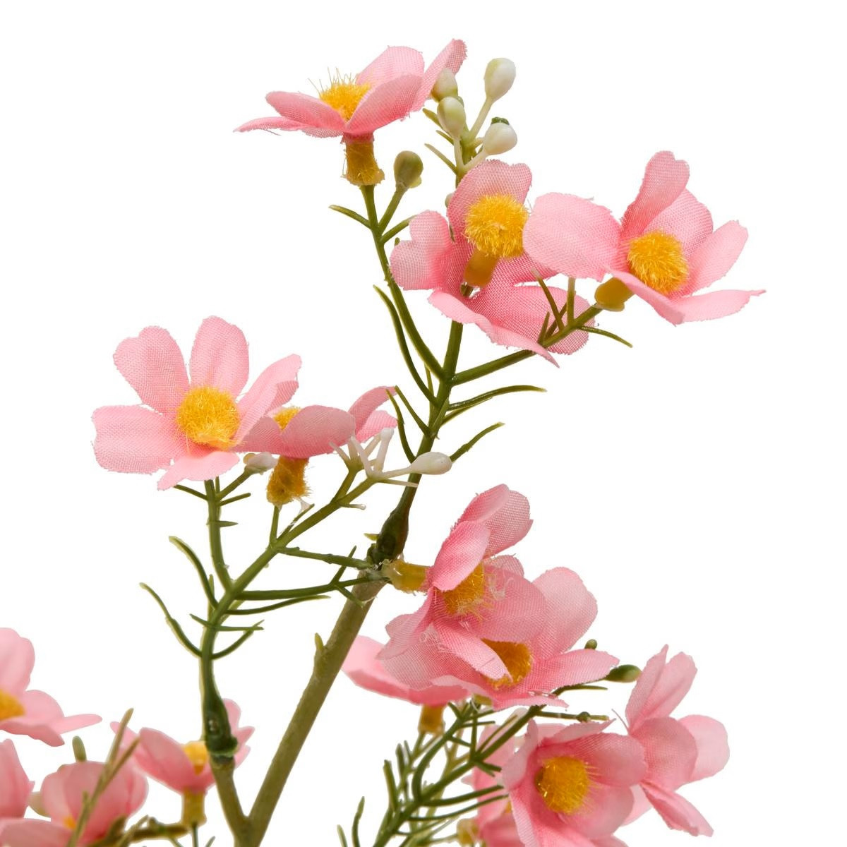 STELO DI COSMOS PHOEBE H.62