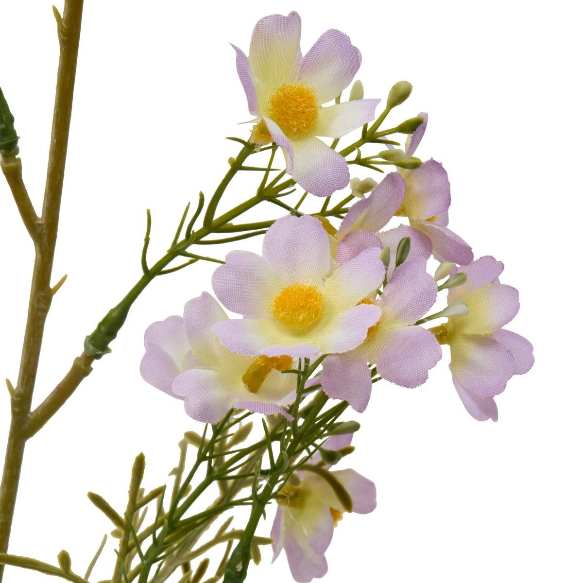 STELO DI COSMOS PHOEBE H.62