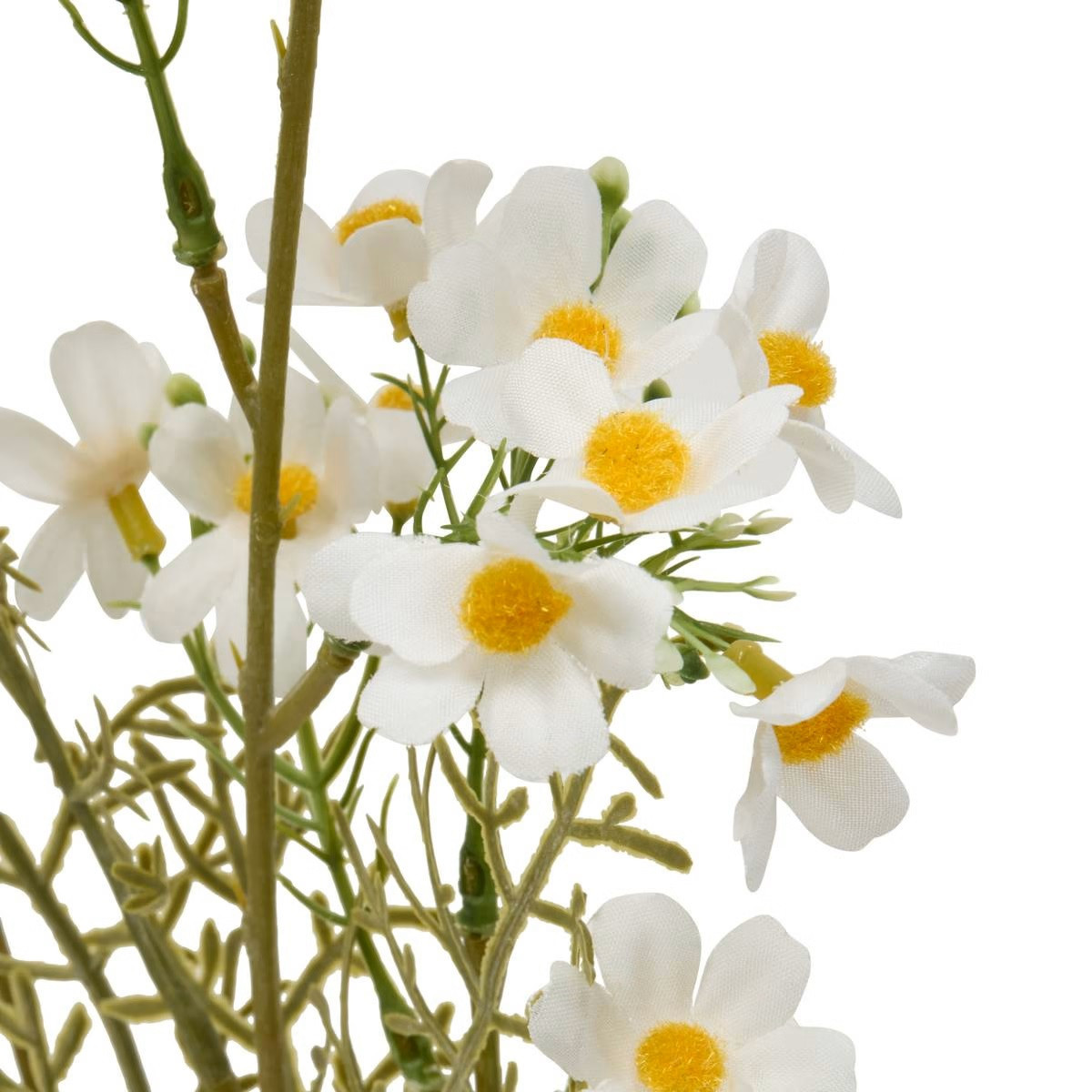 STELO DI COSMOS PHOEBE H.62
