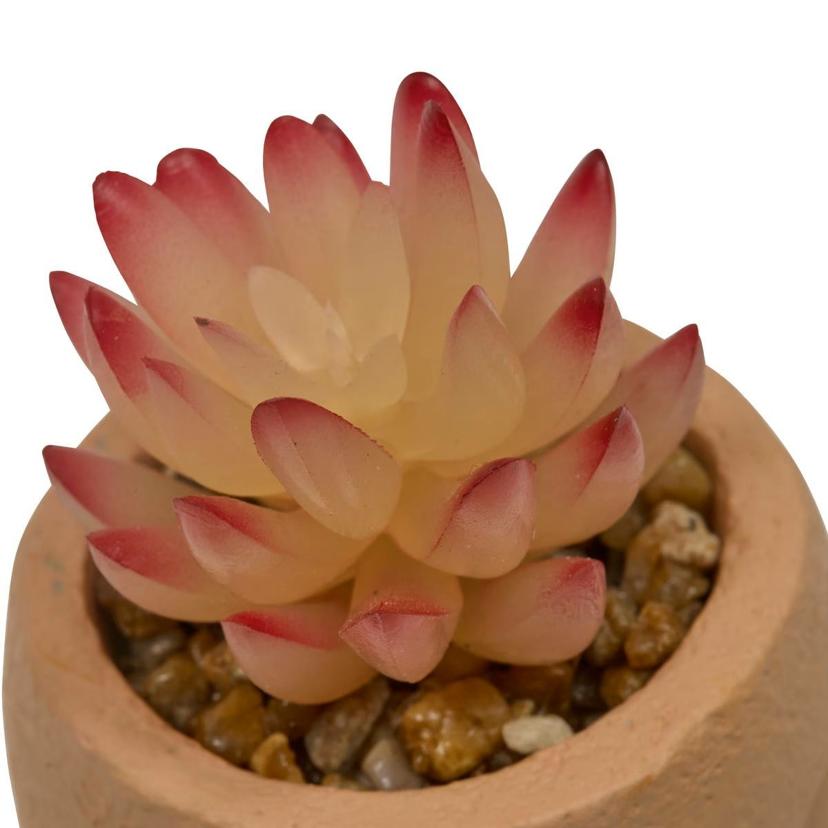 PIANTA GRASSA TERI H.13 C/VASO VOLTO